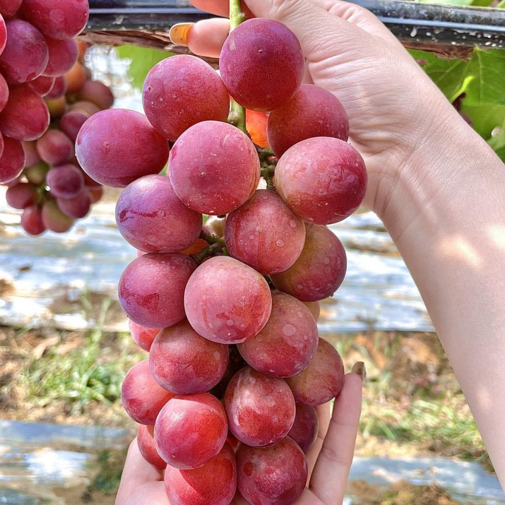 棠鲜生 新鲜水果云南建水妮娜皇后葡萄当季水果 1200g【图片 价格