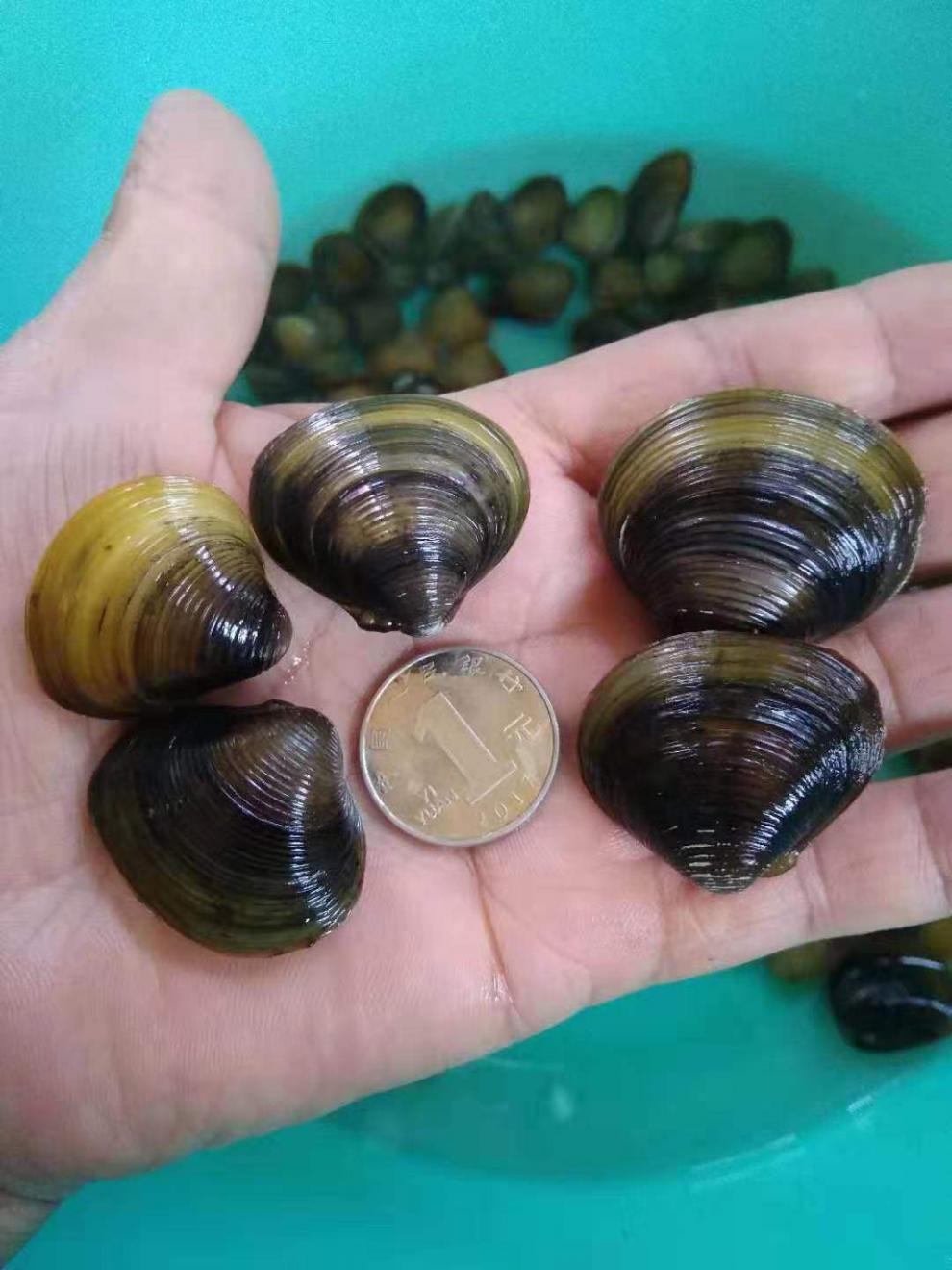 观赏原生小型水族宠物旁皮鱼鳑鲏繁殖58公分河蚌4个送2个备损特惠组