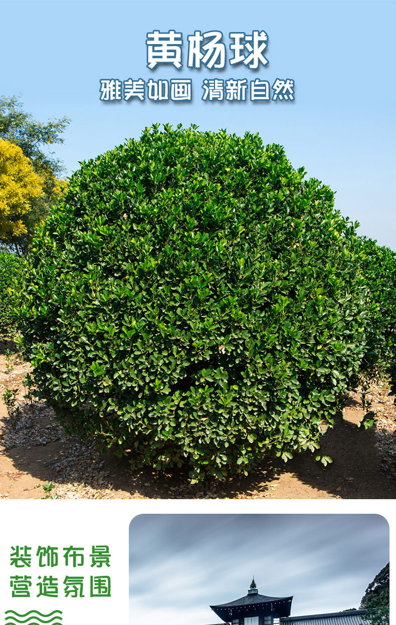 树苗风景树大叶黄杨球树苗小叶瓜子龟甲冬青球形园林绿化苗木庭院万年