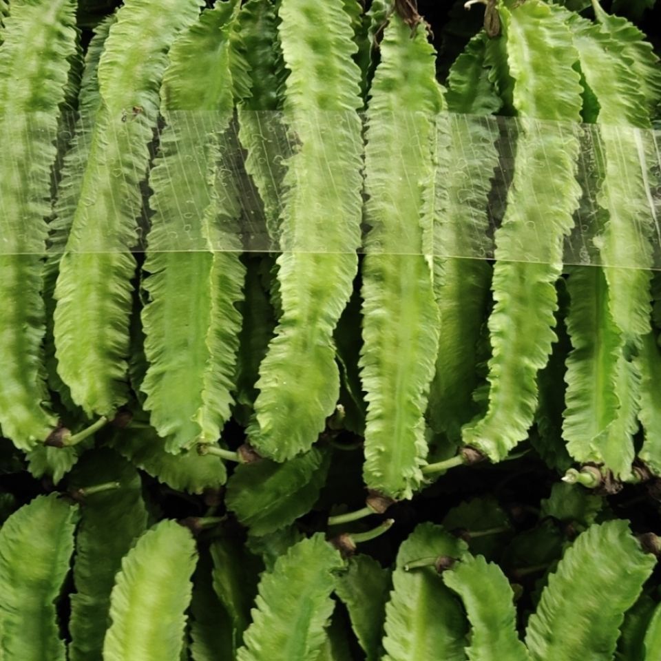 新鲜四角豆1斤海南三亚特产四棱豆杨桃龙豆皇帝豆空运3斤装泡沫箱防冻