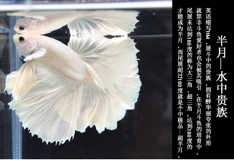 嘉瑰泰国斗鱼半月公母抱卵繁殖配对纯白活体小型热带观赏易养练手