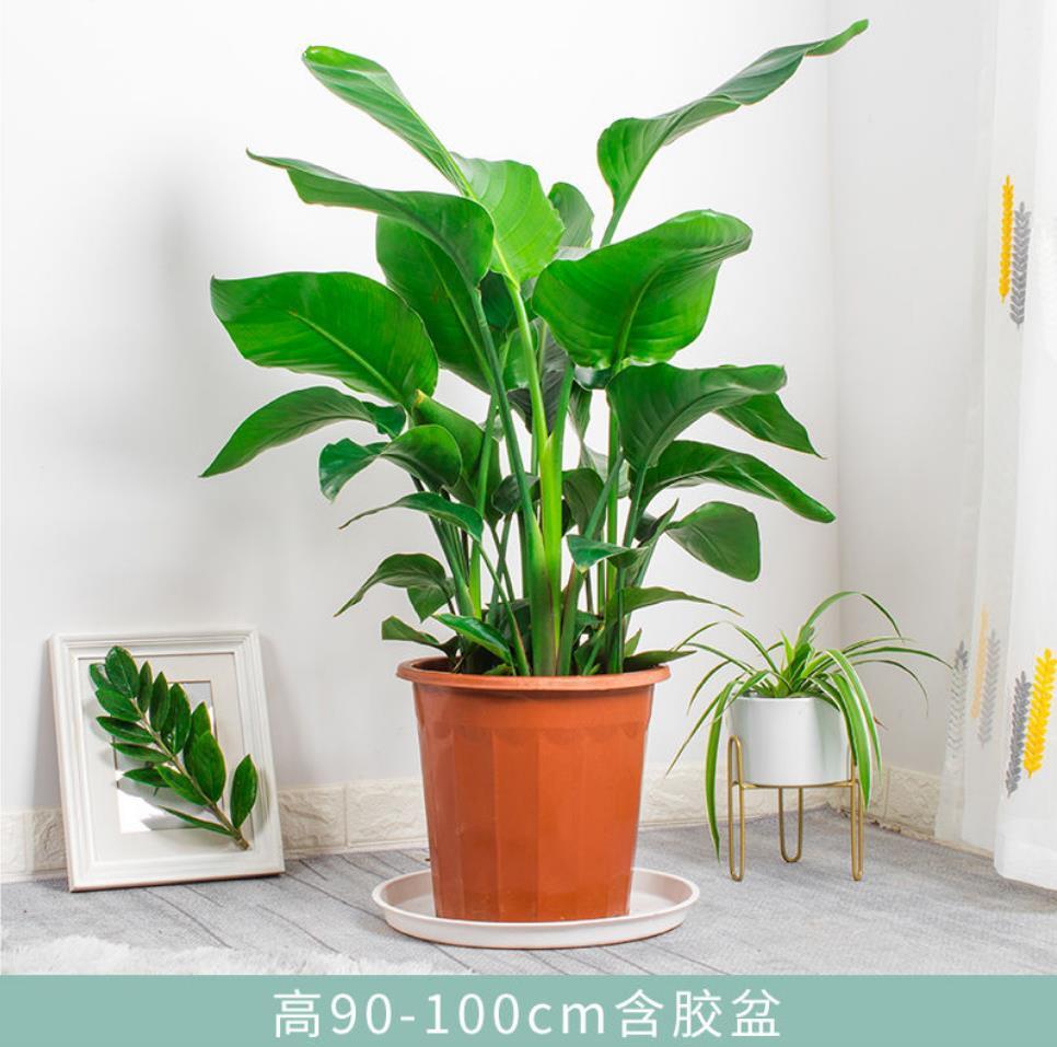 天堂鸟天堂鸟盆栽花卉绿植物鹤望兰室内耐寒客厅落地喜阴观叶四季常青