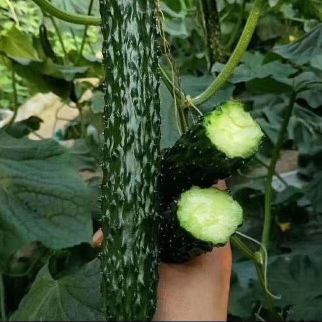 新津研四号黄瓜种子青皮绿肉高产早熟刺黄瓜盆栽菜园种植蔬菜种子原2