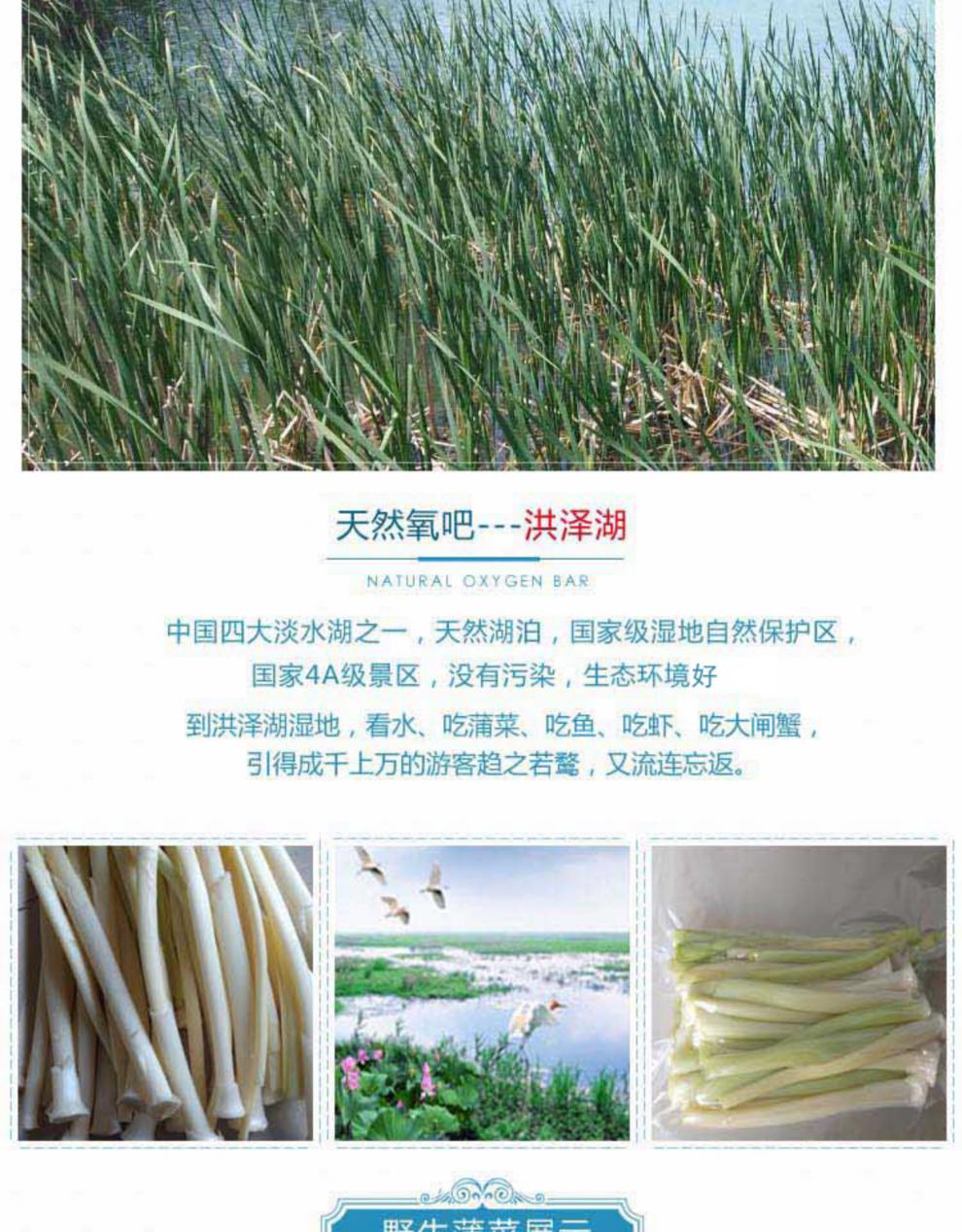 8月净蒲菜鲜嫩野菜茭白淮安新鲜蔬菜蒲笋蒲儿菜水生竹笋酒店 1000g