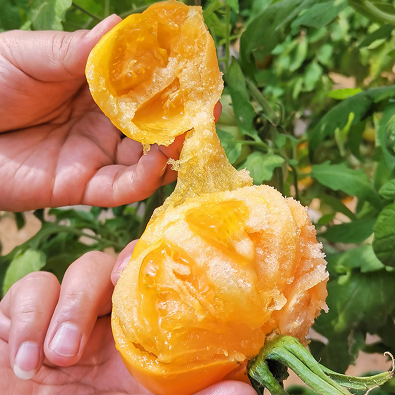 轻恋内蒙古自然熟黄色西红柿番茄新鲜水果蔬菜顺丰速递精品黄柿子自然