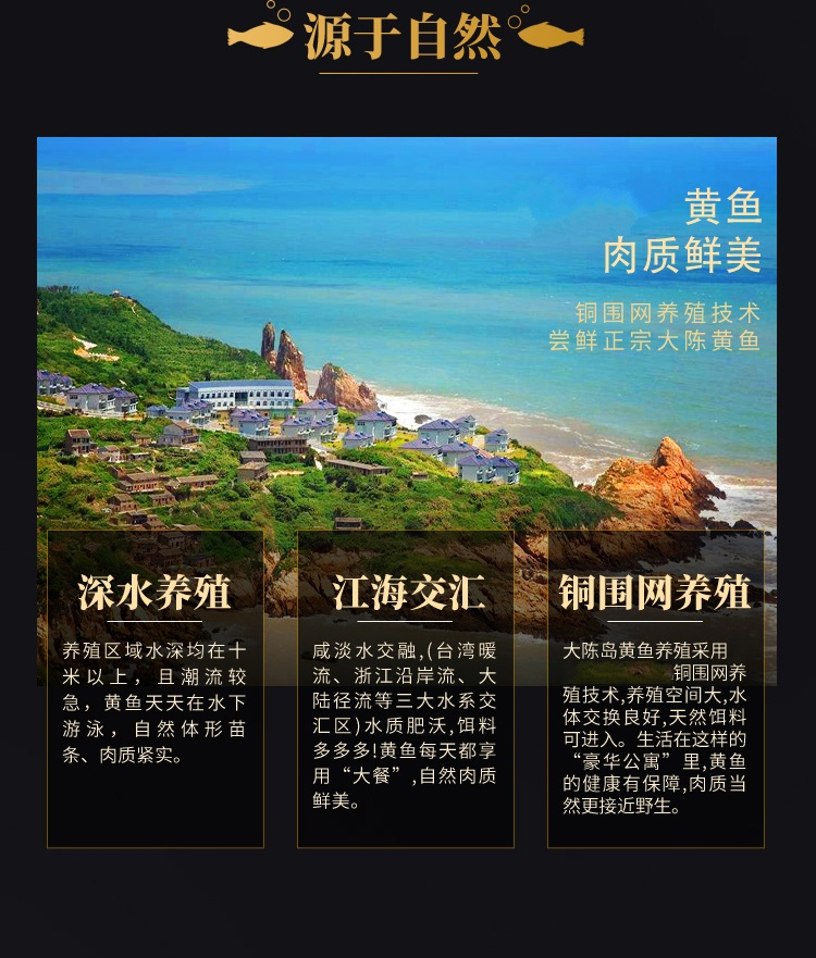 louise正宗东海大陈岛大黄鱼新鲜黄鱼鲞新鲜黄花鱼冰鲜海鲜舟山特产