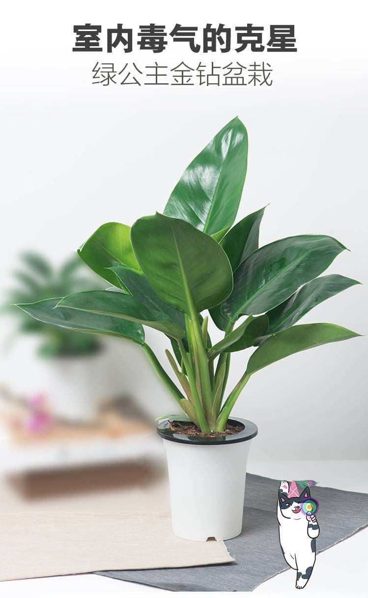 精选大叶金钻四季常青吸植物花苗大型绿植盆栽室内盆景花卉4151厘米高