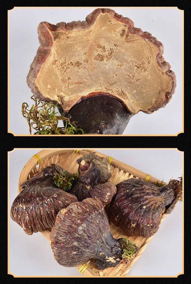 北·京同仁·堂野生灵芝云芝 整枝松杉灵芝白肉赤芝黑灵芝干长白山100