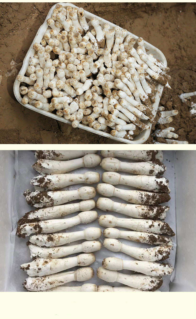 新鲜鸡腿菇双孢菇食用菌蘑菇毛头鬼伞鸡腿蘑 乳白色 1000g【图片 价格