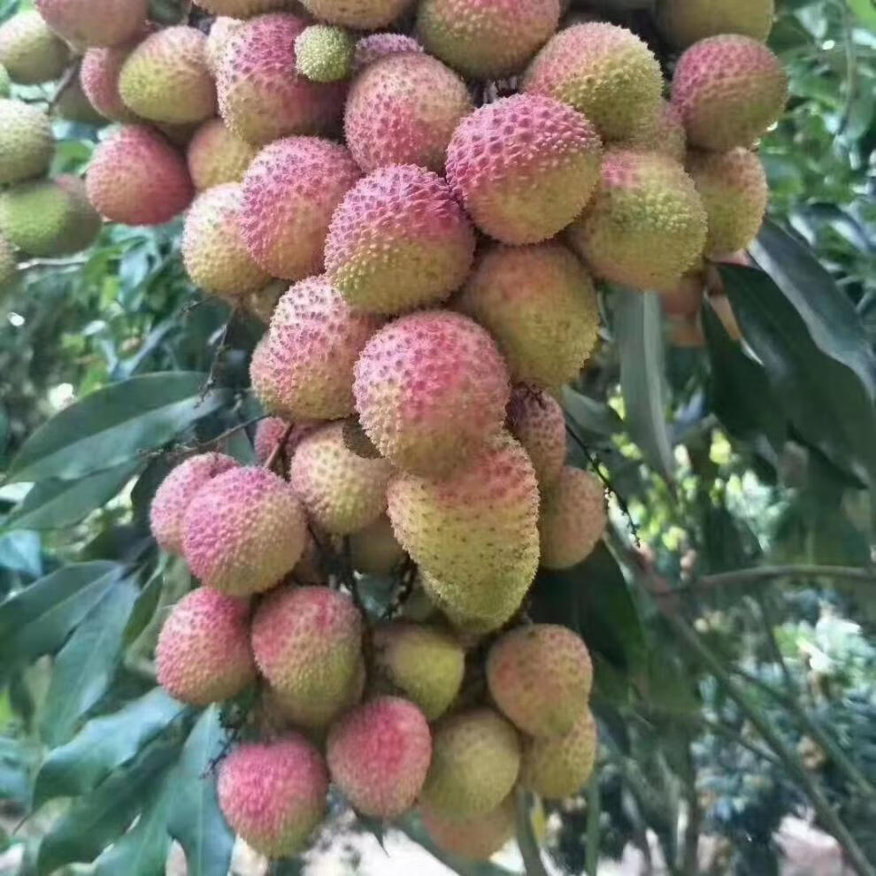 茂名妃子笑荔枝新鲜水果爆汁核小热买 10斤精品装【图片 价格 品牌 报