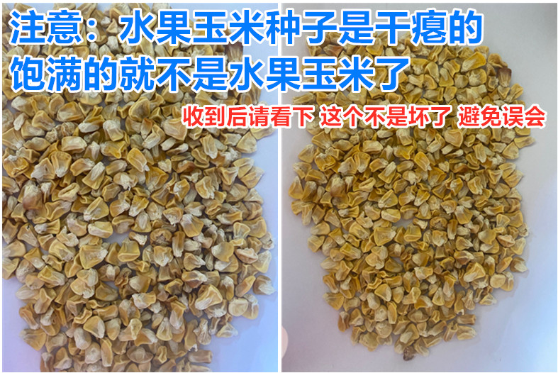语辰彤超甜水果玉米种子草莓玉米甜糯玉米种籽大棒生吃大田四季蔬菜超