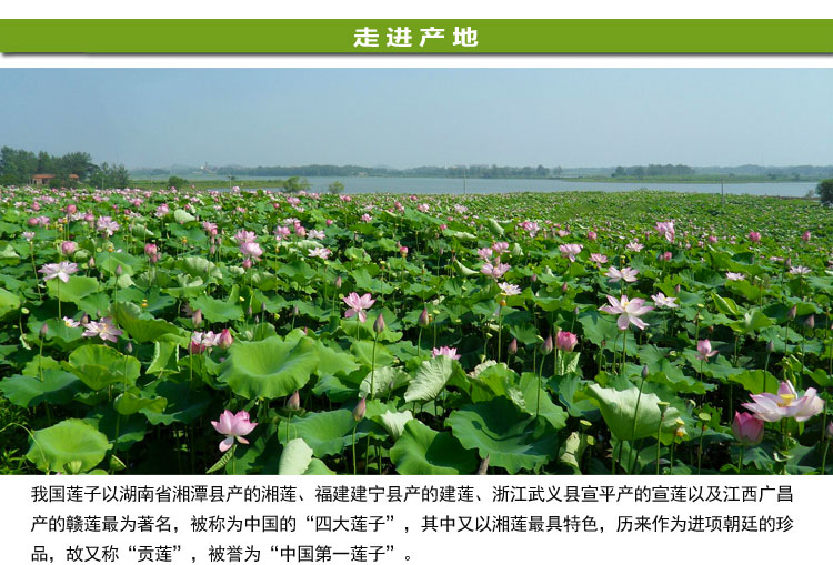 正宗湘莲有芯红莲新货200g500g红莲子带芯莲子湘潭红莲干货有心红莲