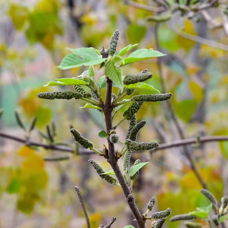 2022年新鲜河南新鲜构树穗构树花蒸菜新鲜现摘棒槌儿楮不揪子狗蒲穗构