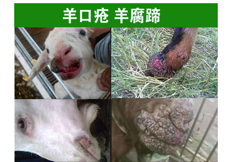 猪口蹄疫专用药一针口蹄疫治疗泡烂嘴烂蹄5号病腐蹄牛口蹄疫血清口蹄