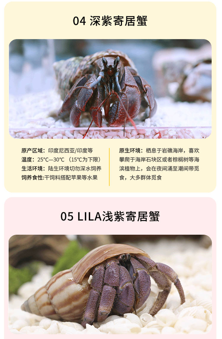 西非寄居蟹s【图片 价格 品牌 报价】-京东