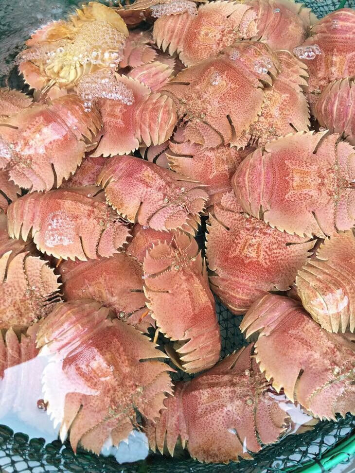 琵琶虾 新鲜九齿扇虾 虾姑排毛缘扇虾东方大虾扁 6-8个1斤 4斤装