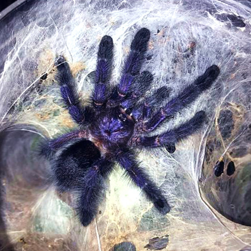 荣郁智利火玫瑰红玫瑰巴西所罗门宠物蜘蛛海格力斯橙巴布巨人金直间