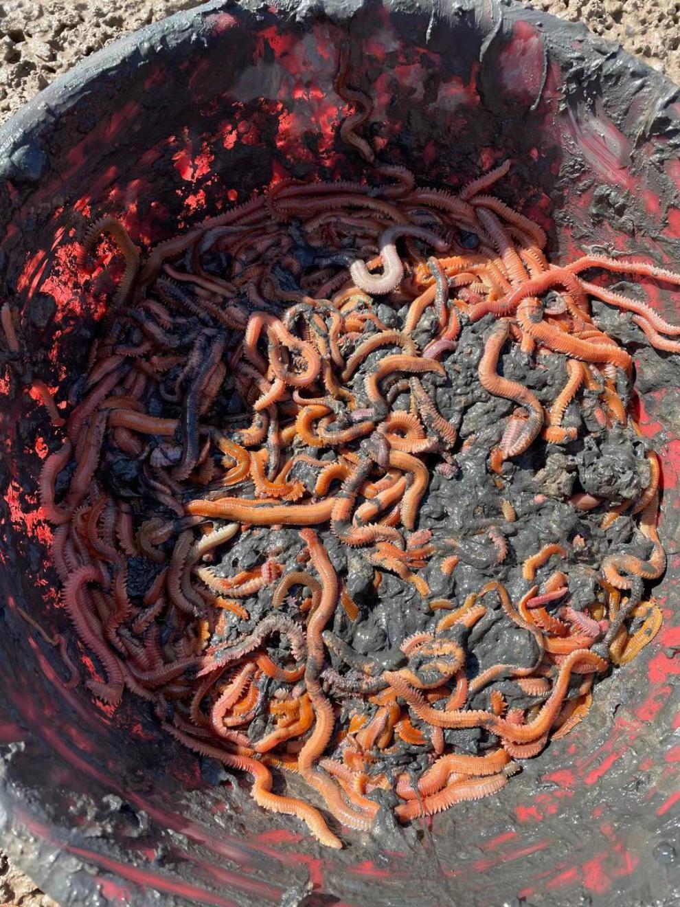 晟帆活沙蚕 海钓鱼饵 海蚂蝗海蜈蚣 红青虫鲈鱼海钓鱼饵料 红虫4盒