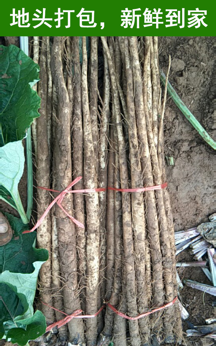 牛蒡根新鲜5斤兰陵现挖2019苍山农产黄金牛榜旁膀磅茶片