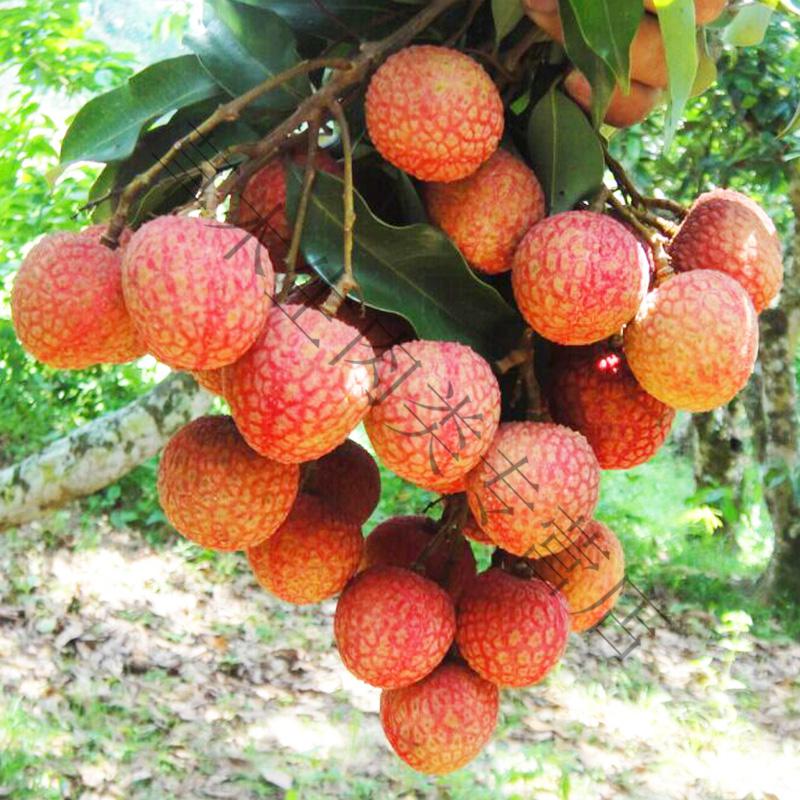 青樱红荔荔枝水果大果甜妃子笑冰冻好吃冷链水果现货新鲜2斤