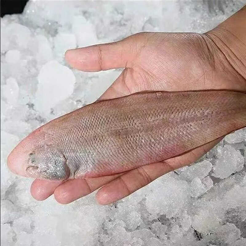 龙利鱼海捕舌头鱼踏板鱼龙舌鱼鳎目鱼鱼柳子板鱼