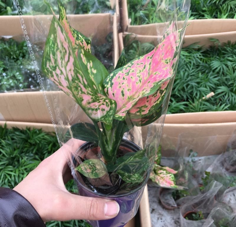 精选竹芋吉利红如意皇后万年青室内盆栽绿植室内好养客厅办公桌摆件