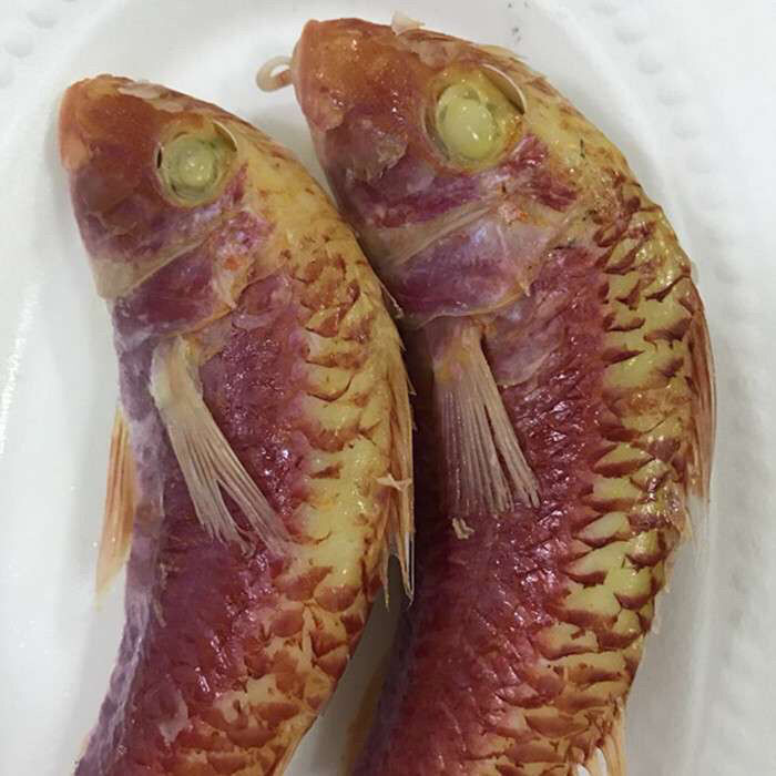 潮汕特产 鱼饭熟食红鱼 500 野生海捕红糟鱼 新鲜即食小红鱼 真包装