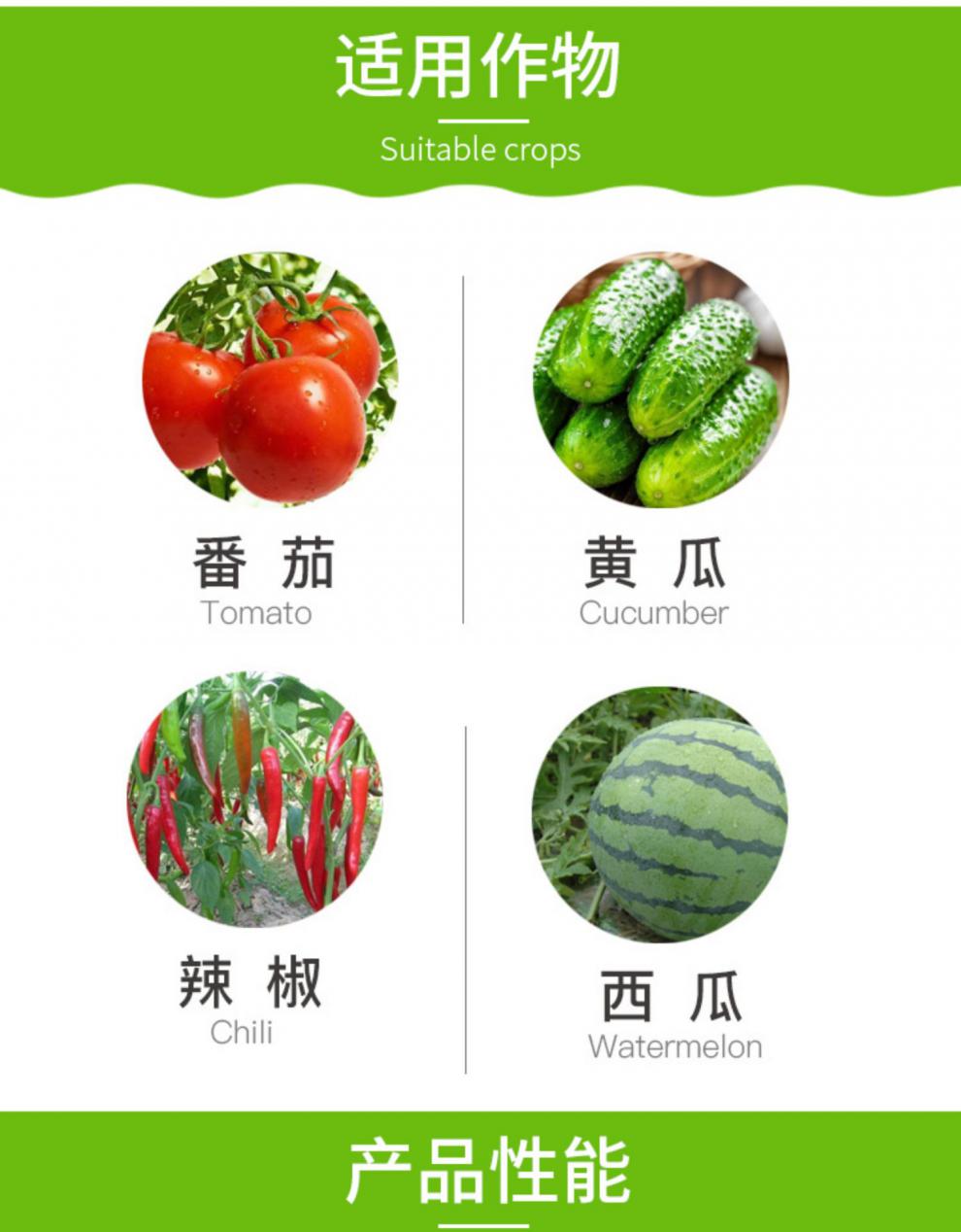 先正达菲格 精甲·百菌清 黄瓜葡萄霜霉病晚疫病农药悬浮剂杀菌剂 100