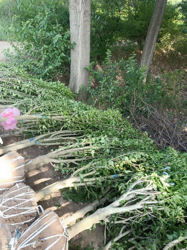 耐寒易成活庭院绿化可食用重瓣棒棒糖木槿花苗花卉盆栽植物小树苗木槿