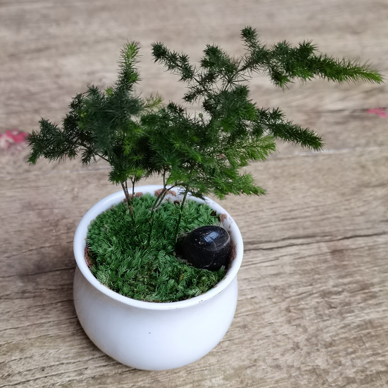 瑰季 迷你绿植矮生云竹盆栽桌面小盆景唐山文竹办公室阳台植物 文竹5