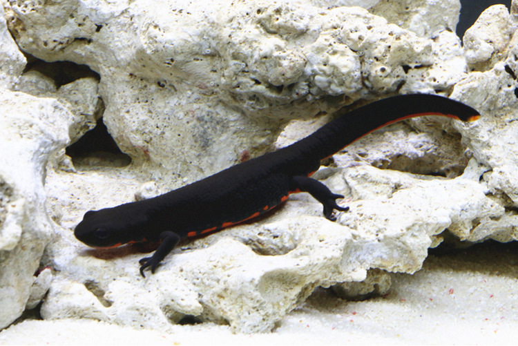 鱼娃娃鱼小火龙鱼活体冷水清道夫鱼垃圾鱼工具鱼清洁鱼缸 6cm小火龙05