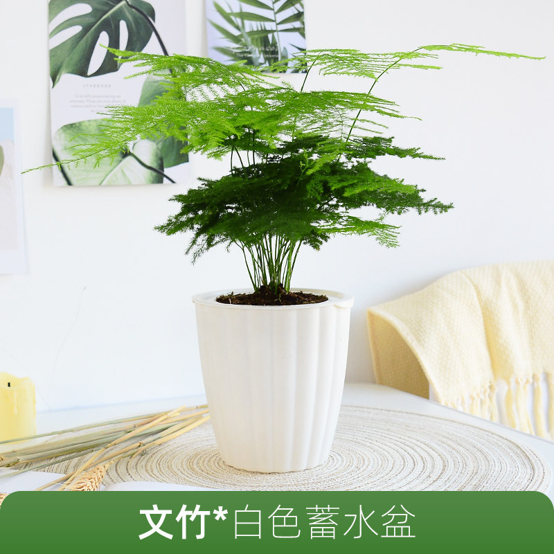 花卉植物桌面书房小绿植好养四季常青矮小文竹常春藤透明圆盆带盆栽好