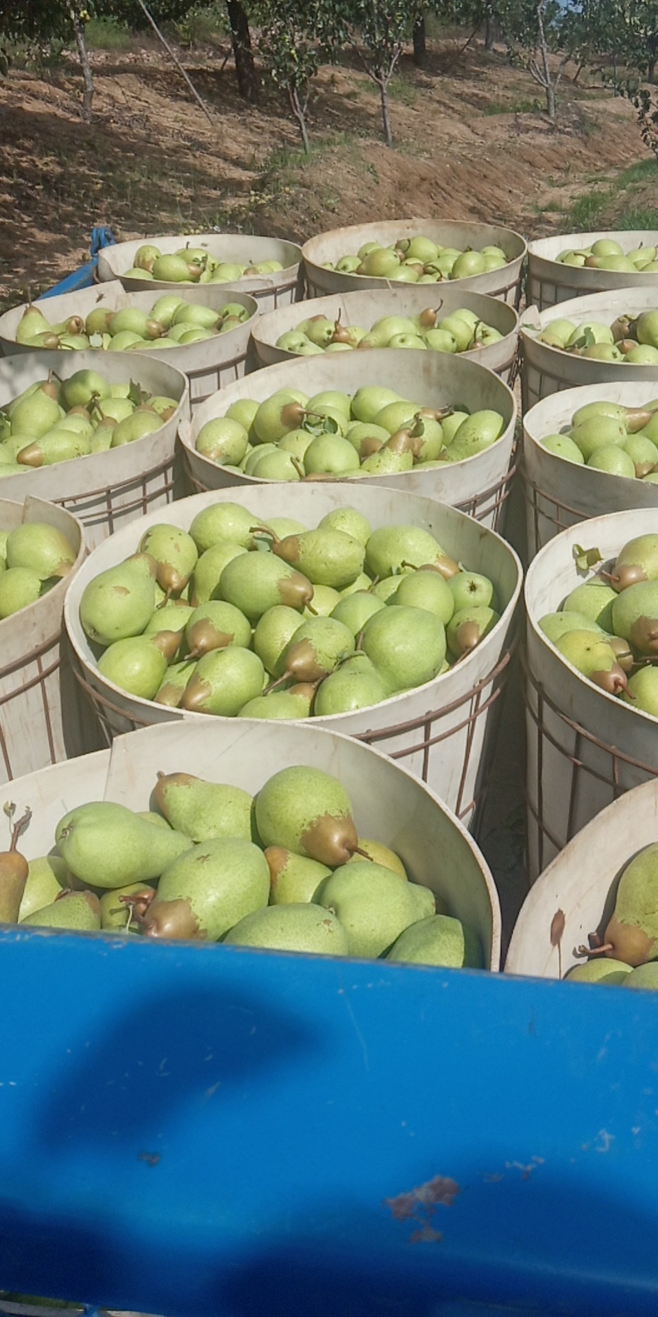 东北茄梨2斤3斤5斤装软糯大头梨不是烟台太婆梨子新鲜水果手工精选带