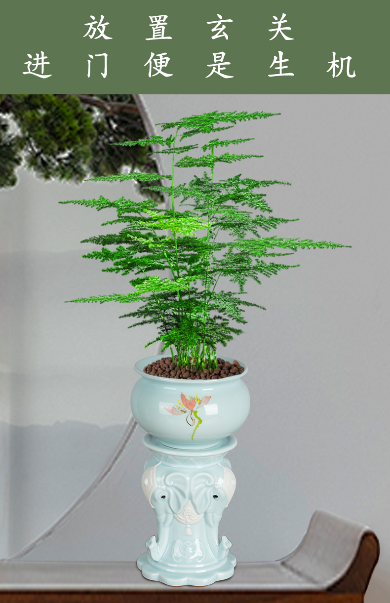 矮种云竹 文竹盆景植物室内花卉桌面懒人自动吸水盆栽观叶造型绿植好