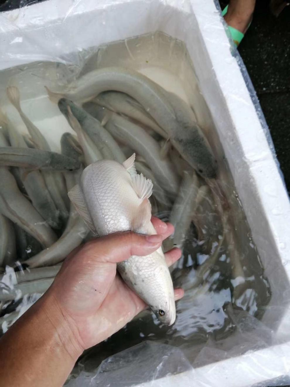 秋颖 白甲雷龙 白乌鱼 白乌鱼苗 白化黑鱼 活体观赏鱼 淡水凶猛鱼 白