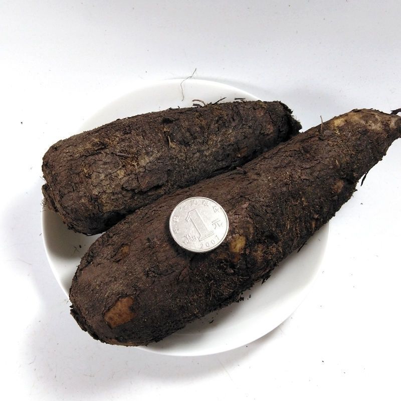 新鲜入地老鼠根 原生材 茉莉花 根紫花 广东煲汤 钻地老鼠 实惠钻地