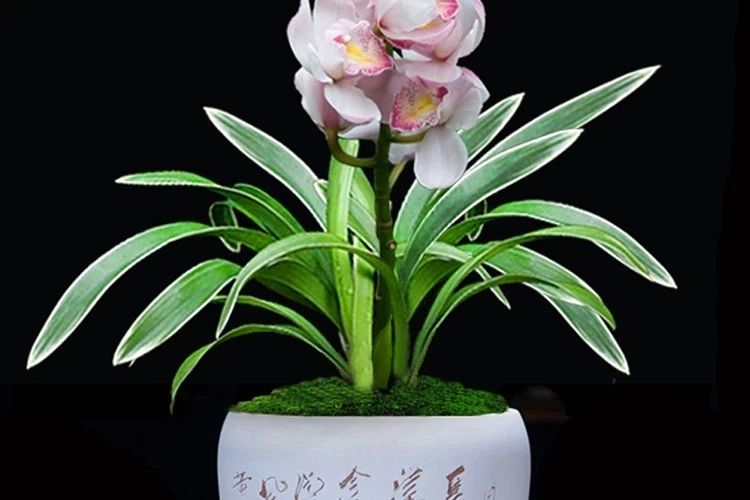 十大名贵兰花 盆栽花四季开花浓香型花卉 兰花带花苞 四季兰墨兰 金龙