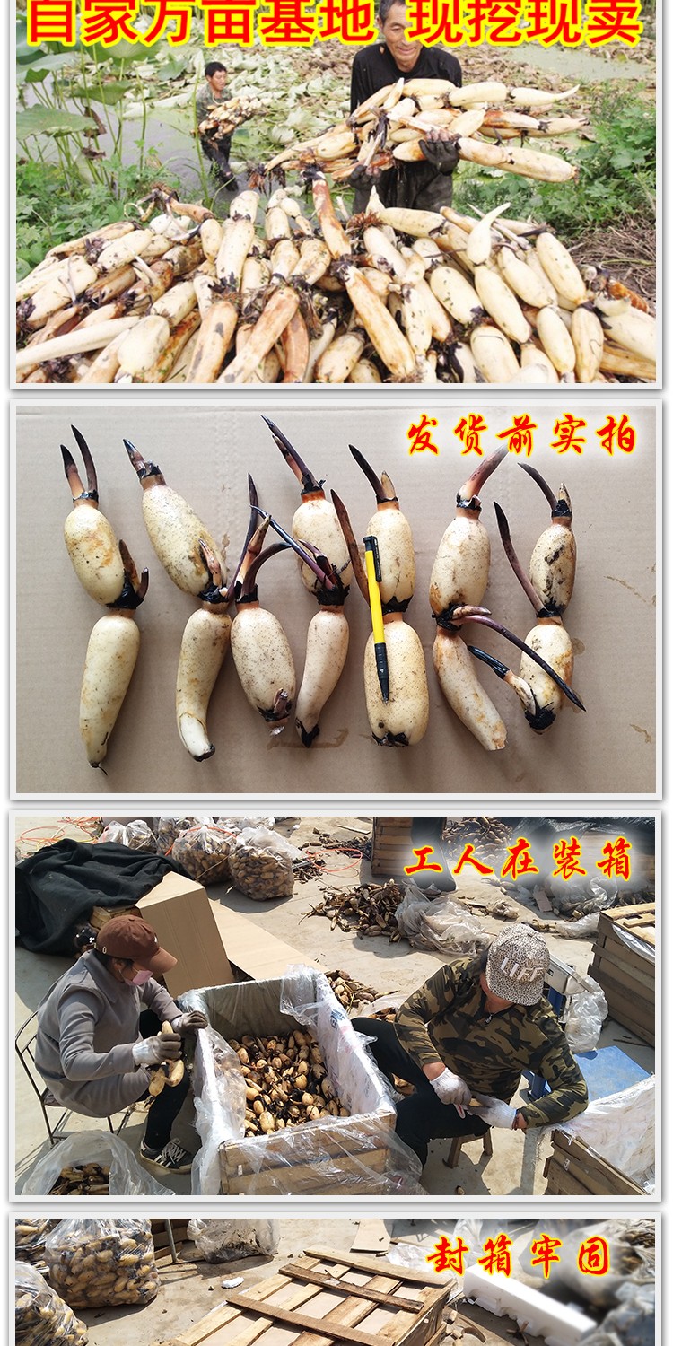 荷花莲藕苗藕种苗池塘荷花苗盆栽种根苗食用大型观赏莲花苗碗莲苗