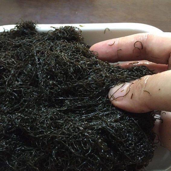 发菜丝宁夏干货头发菜50克珍贵食材煲汤鲜50克礼品盒包装