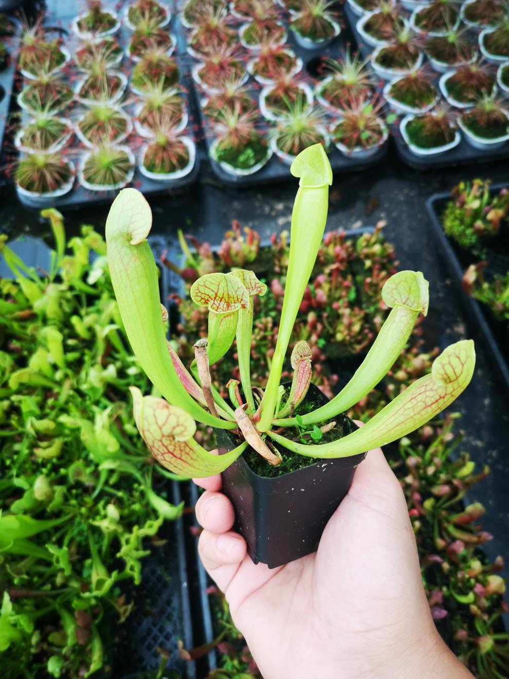 花绿植食蝇草猪笼草茅膏菜食虫植物b52捕虫草 b52捕蝇草捕夹约1厘米