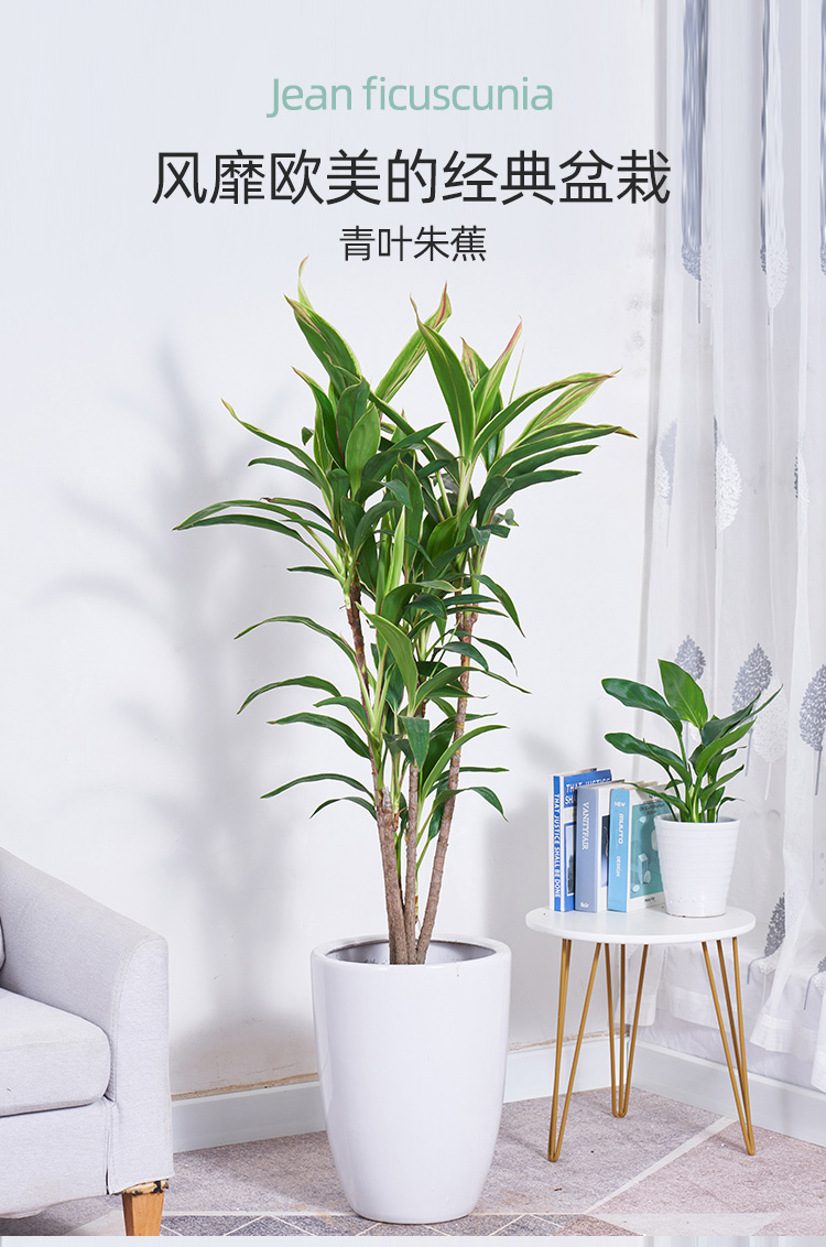 朱蕉盆栽大型室内客厅卧室净化空气清新观叶盆景花卉水培青叶铁植物