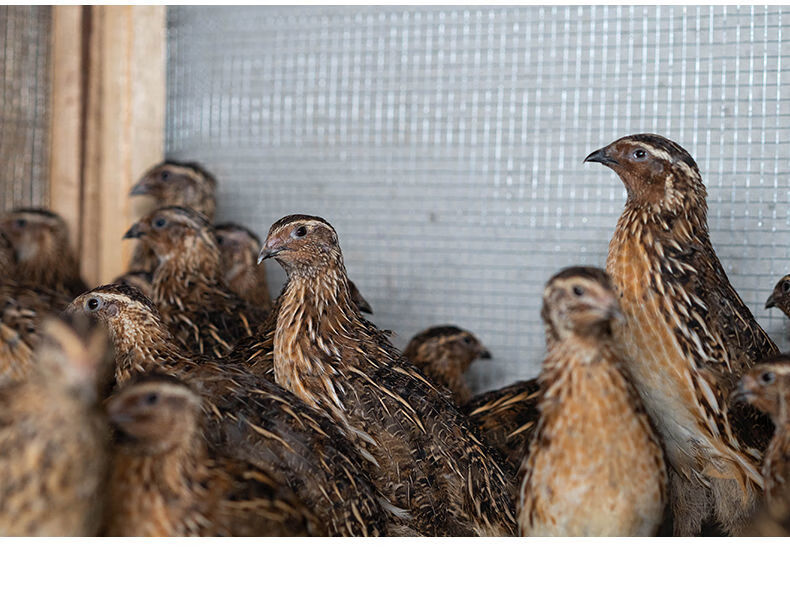 鹌鹑活体斗鹌鹑鸟下蛋青年种鸡繁殖宠物沙维黄羽产蛋鹌鹑 精品齐毛