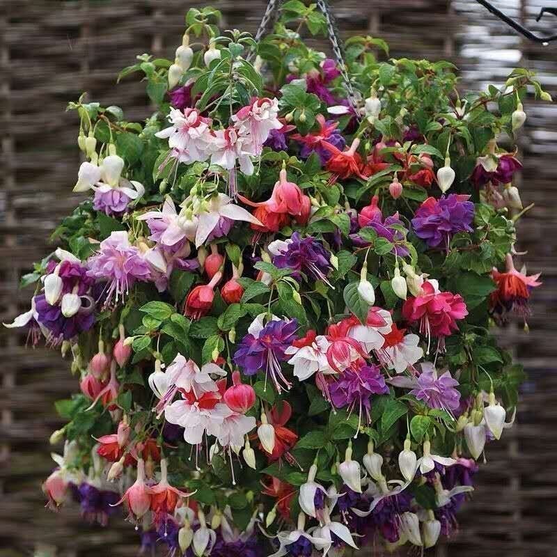 精选倒挂金钟室内绿植花卉灯笼花盆栽耐寒好养四季开花爱莎包活肥料