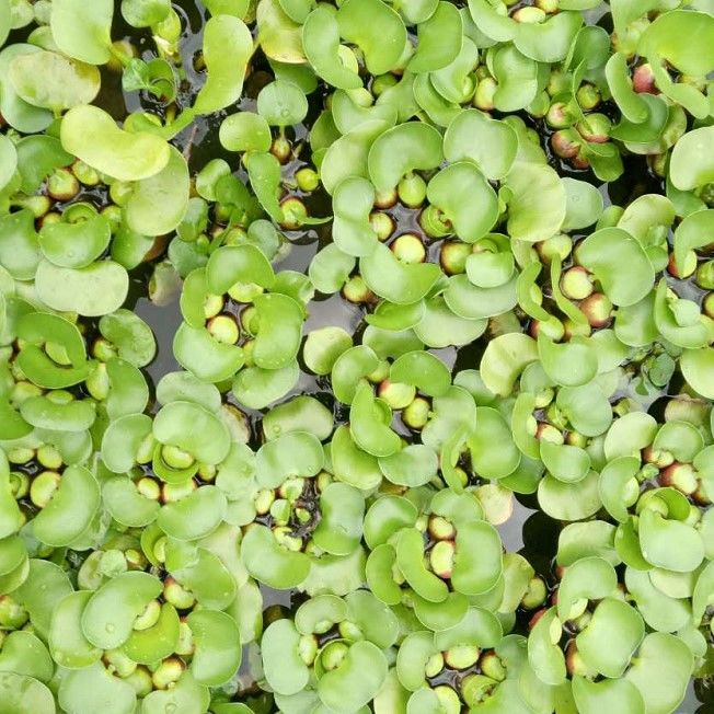 界梁山小叶浮萍青萍水葫芦水草鱼缸龟缸水族箱造景室外水池净化空气