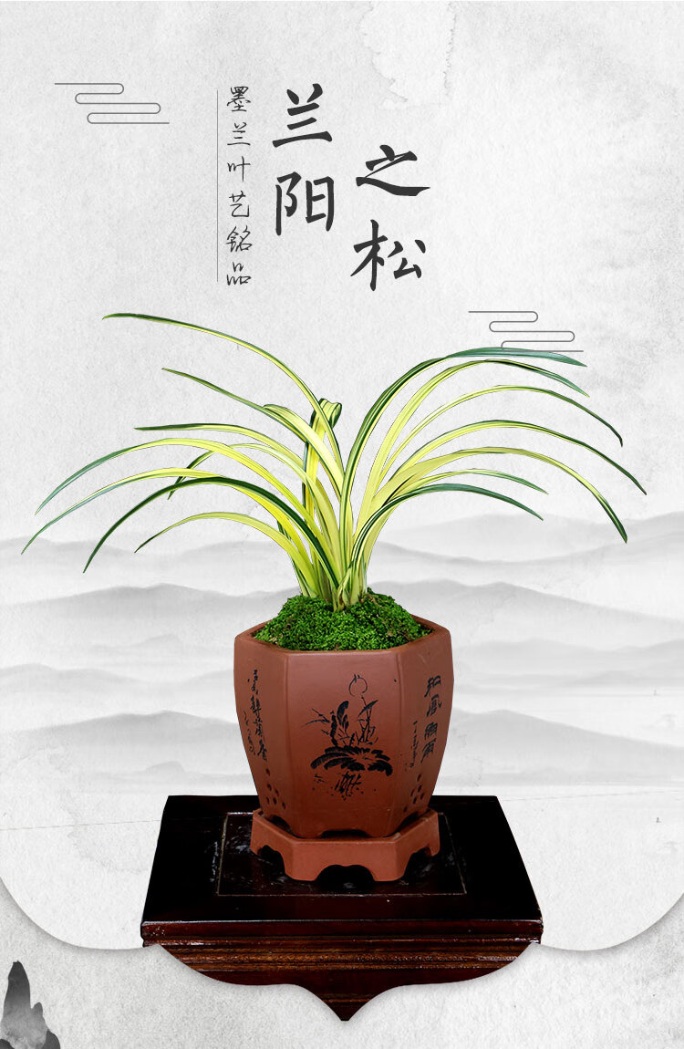 兰花苗墨兰铭品兰阳之松中透 金黄色带艺 残疾者新兴工业黑色幽 高端