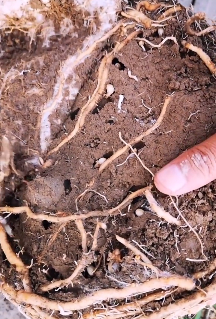 金蝉种苗活体幼苗知了猴苗爬叉猴种子蝉卵枝孵化养殖技术 金蝉苗3克