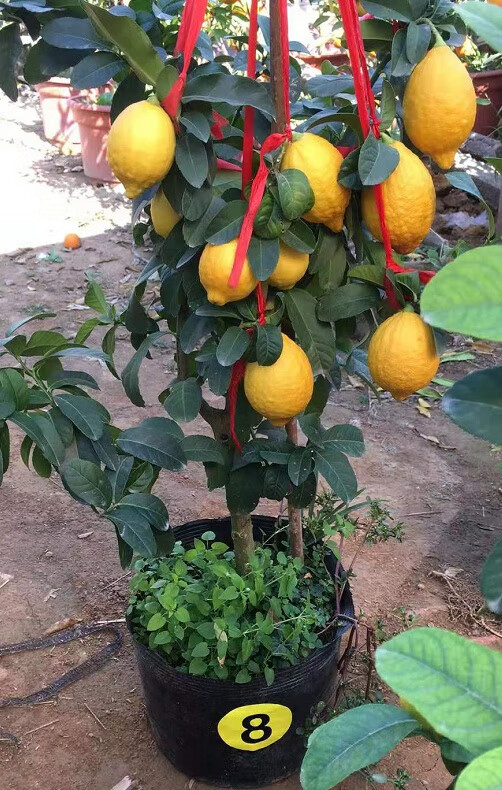 佛手香橼盆景 金华佛手香橼盆栽 佛手香橼苗室内外庭院绿植盆栽 香橼7