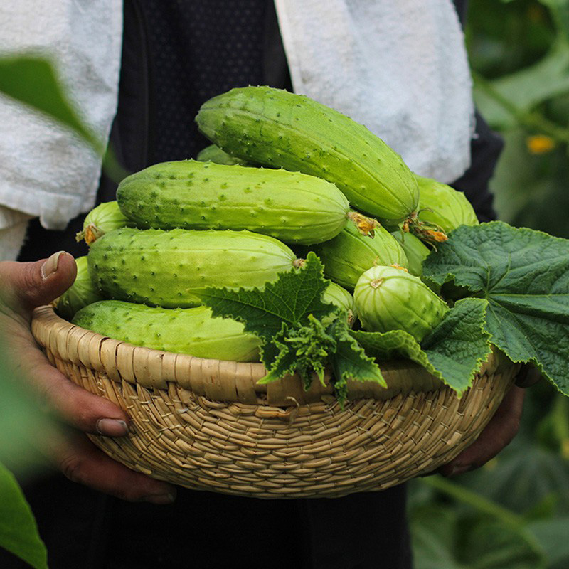 无架串铃地黄瓜种子爬满地节节瓜春夏秋四季水果蔬菜旱黄瓜种籽孑