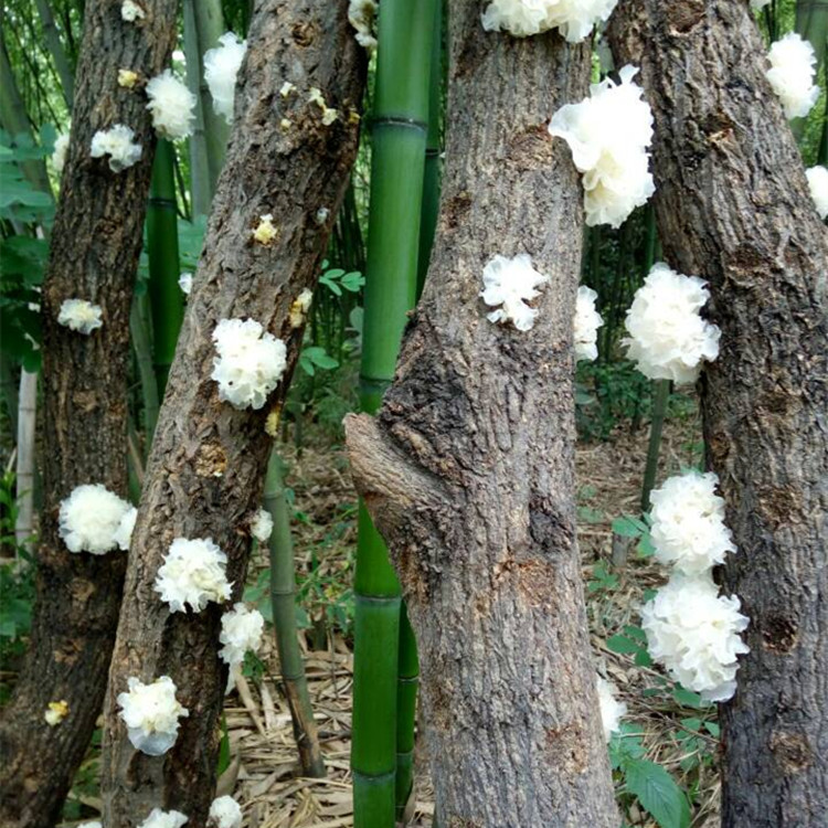 神农架野生小银耳干货白木耳250g雪耳孕妇糯耳天然无硫胜通江银耳