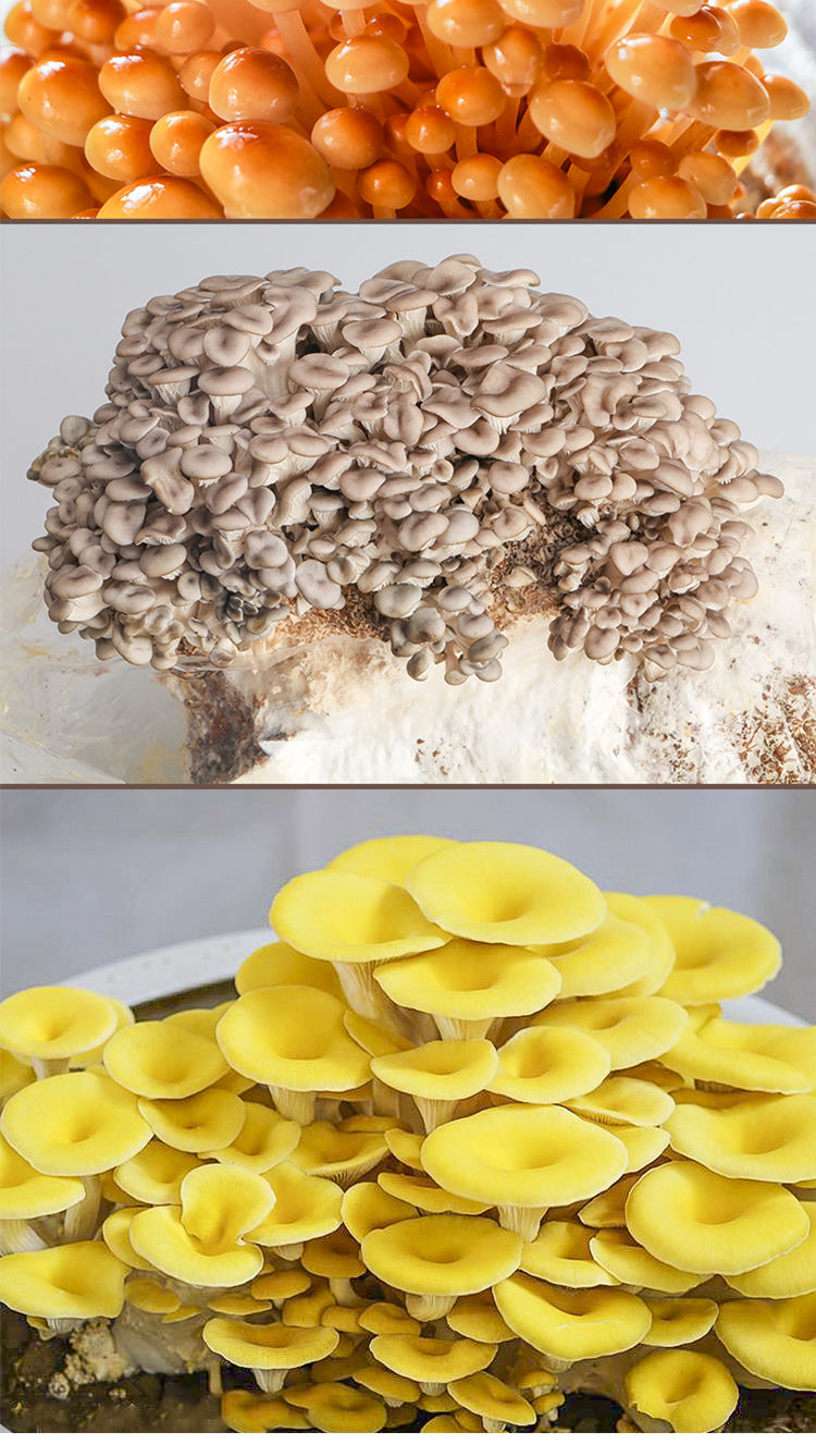 菇婆婆阳台蘑菇种植菌包平菇菌种蘑菇菌包菌棒盆栽菌种家庭蘑菇种植菌